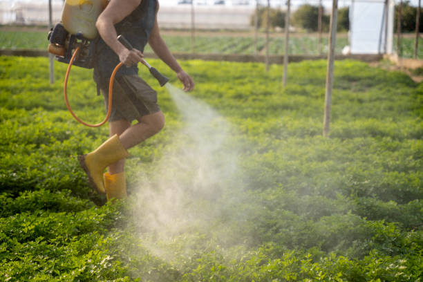 Best Pest Removal Services  in St Jaco, IL
