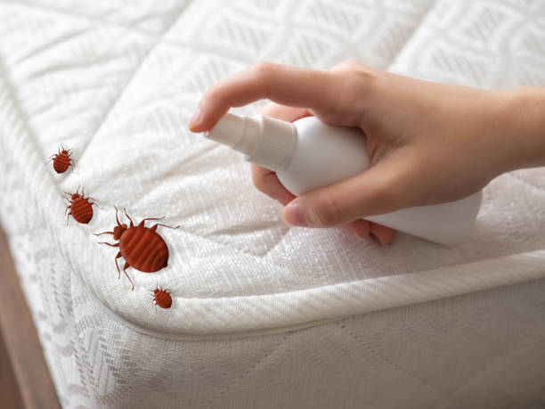Best Bed Bug Extermination  in St Jaco, IL
