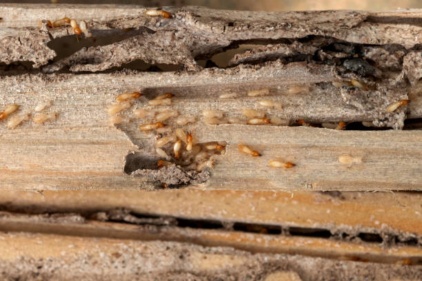 Best Termite Control Services  in St Jaco, IL